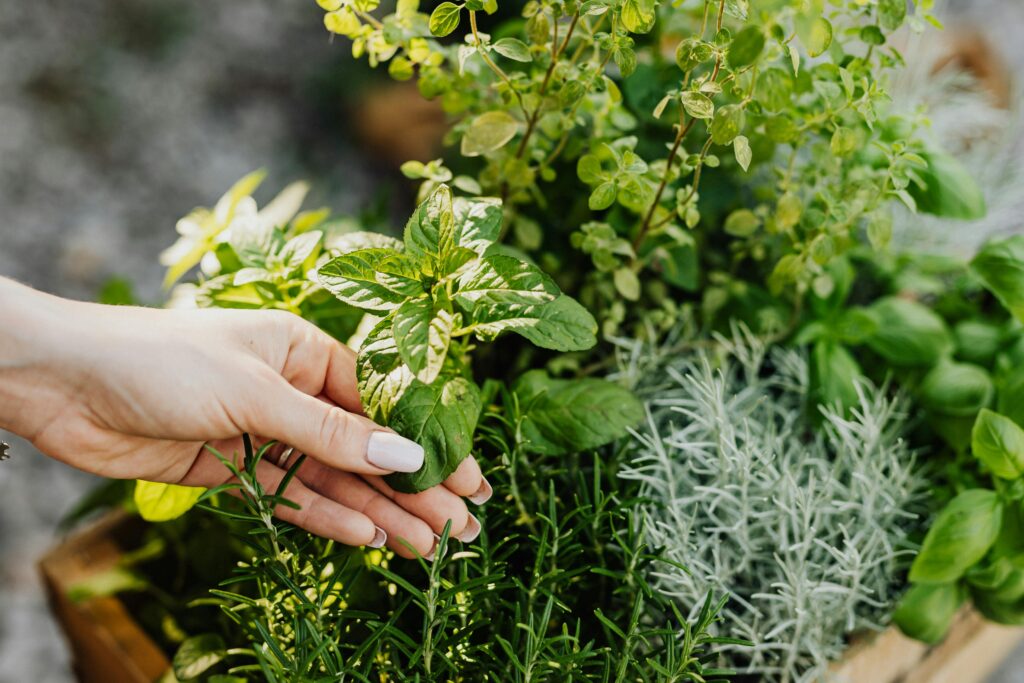 Green Tea Extract for hair growth